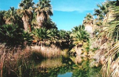 Thousand Palms Oasis, Coachella Valley Preserve, CA