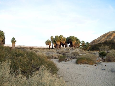 Thousand Palms (12.2010) - panoramio - Martin Haeusler