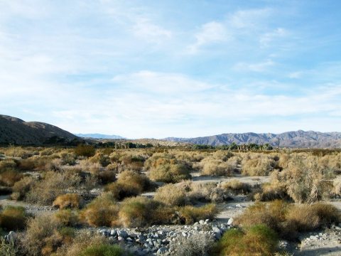 Thousand Palms (12.2010)