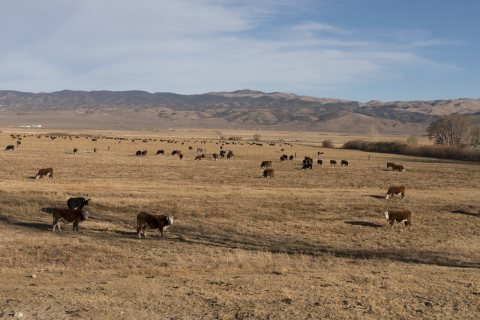 Cattle along the road in Northern California