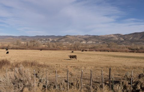 Cattle along the road in Northern California