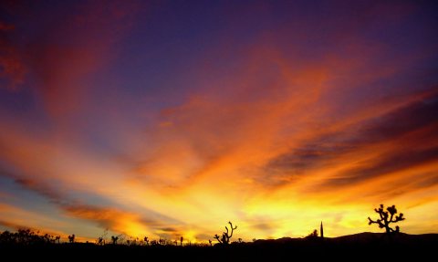 Feathered Dusk in