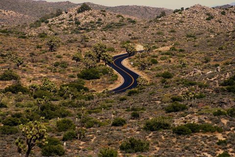 Joshua Tree S Curve