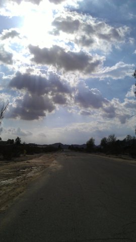 Joshua Tree as the storm passes