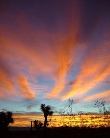 Feathered dawn in