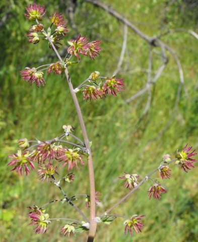 Thalictrumfendleri