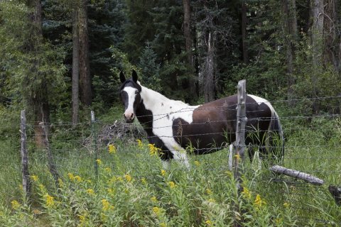 A handsome horse in the woods outside tiny Redstone, once a "company town" in Colorado's Crystal River Valley, where wo…