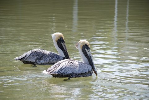 Brown pelicans