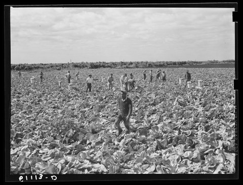 Cutting cabbages; some migrant labor. Near Lake Harbor, Florida