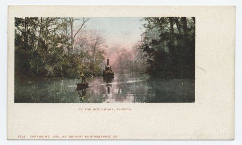 On the Ocklawaha, Florida (NBY 429621)