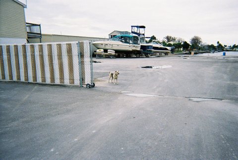 Hernando Beach Sheriff's Marina(Dog)