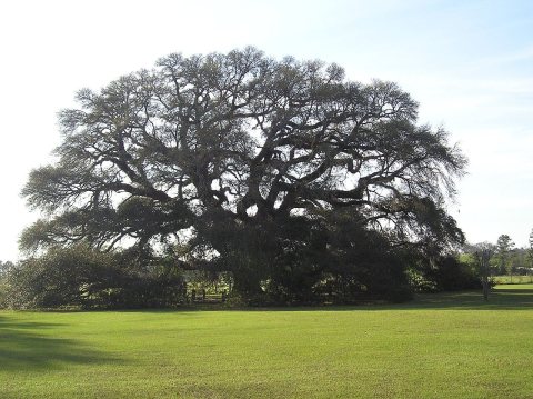 Constitution Oak in