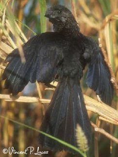 Crotophaga ani-4