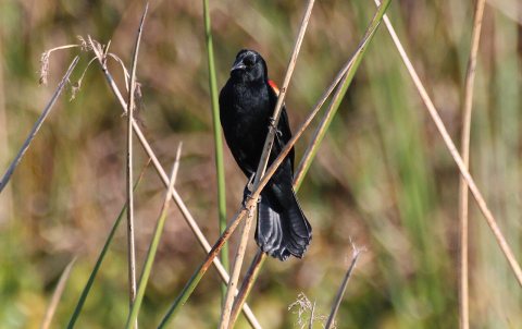 Agelaius phoeniceus (Red-winged Blackbird) 01