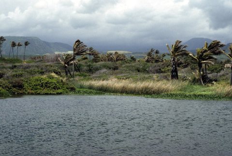 Hawaiian marsh