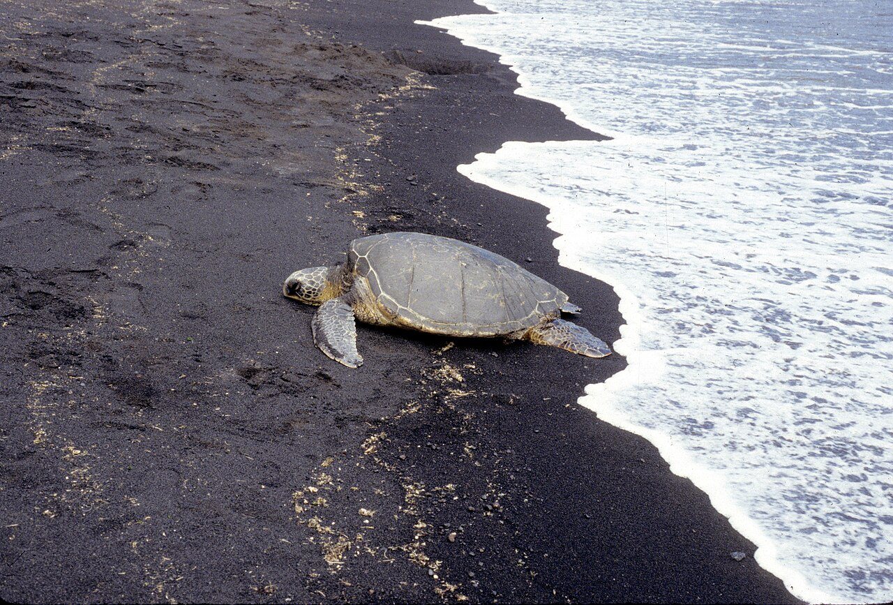 Punalu'u - Green Sea Turtle2