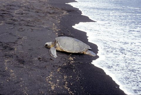 Punalu'u - Green Sea Turtle2