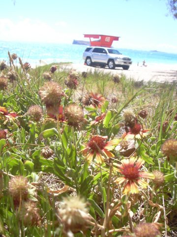 Starr 040711-0104 Gaillardia pulchella