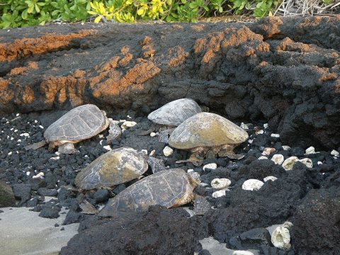 Kohala Beach sleepers