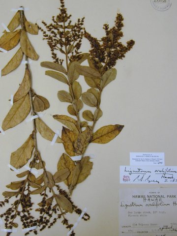 Starr 020719-0036 Ligustrum ovalifolium