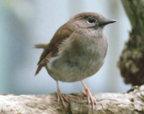 Myadestes palmeri (cropped)