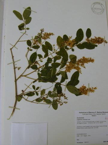 Starr 020719-0039 Ligustrum sinense