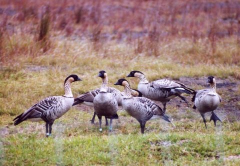 Branta sandvicensis Volcano Winery Big Island