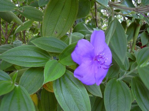 Starr 040220-0321 Tibouchina urvilleana