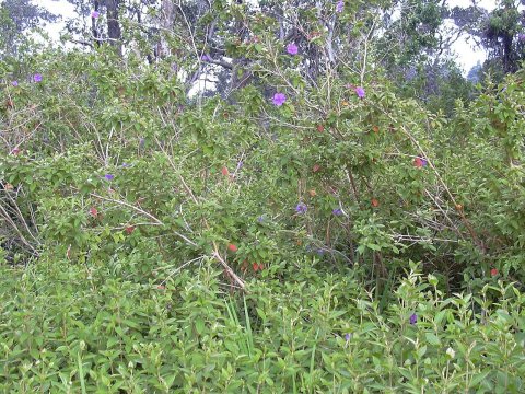 Starr 040220-0320 Tibouchina urvilleana