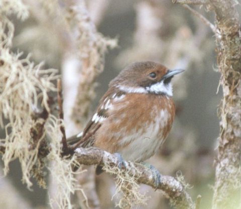 Chasiempis sandwichensis ridgwayi