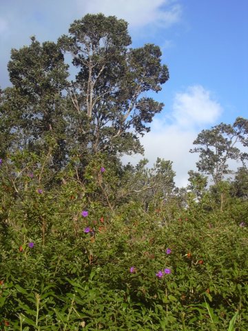 Starr 040220-0331 Tibouchina urvilleana