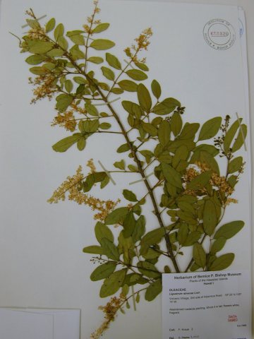Starr 020719-0040 Ligustrum sinense