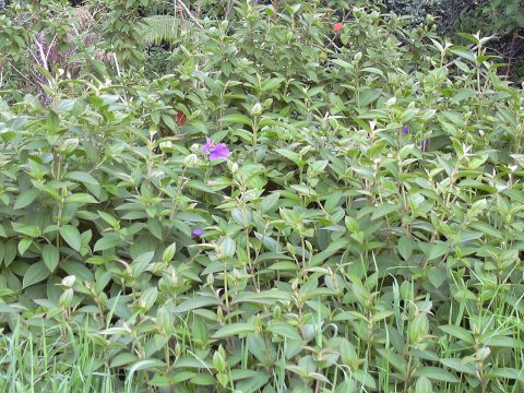 Starr 040220-0319 Tibouchina urvilleana