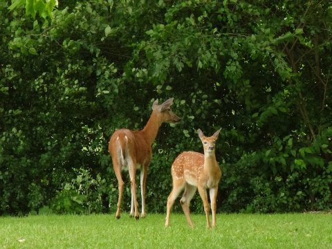Doe and baby