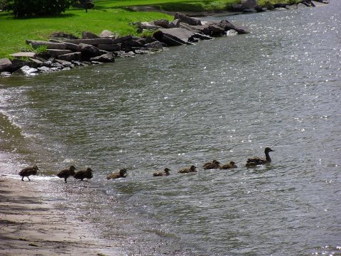 Mallards in the Fox River