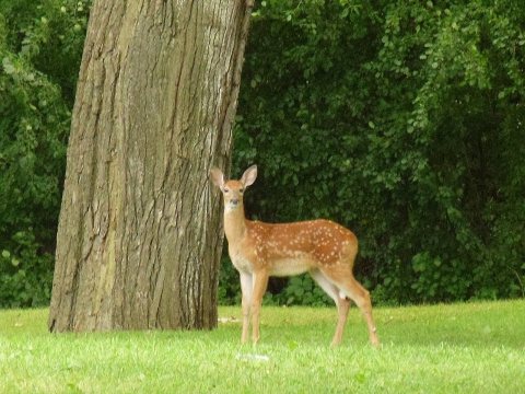 White-tailed deer fawn in