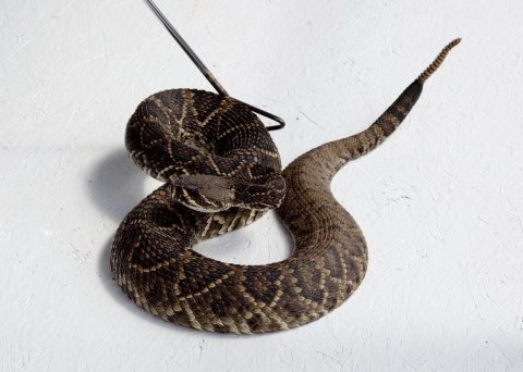 Rattlesnake Rodeo in