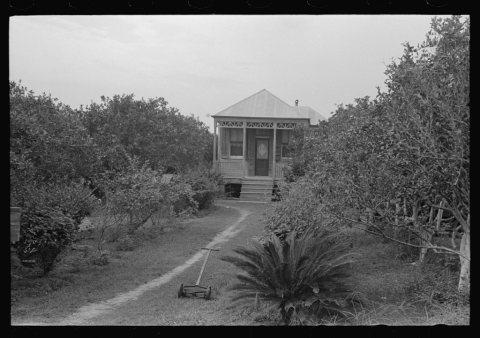 Front yard of orange grower