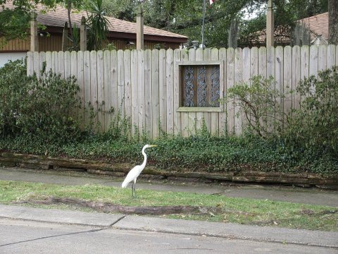 Terrytown Louisiana October 2016 03