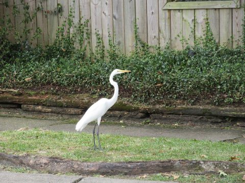 Terrytown Louisiana October 2016 02