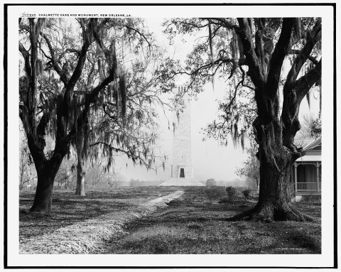 Chalmette oaks and [battle] monument, New Orleans, La