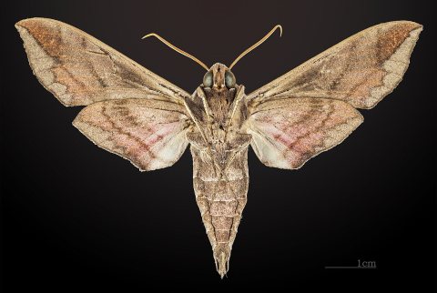 Eumorpha satellitia satellita MHNT CUT 2010 0 8 Edgard, Louisiana ventral