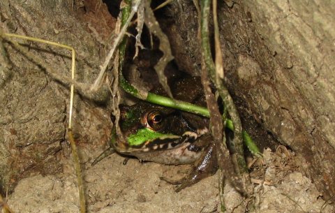 Rana clamitans in Maryland