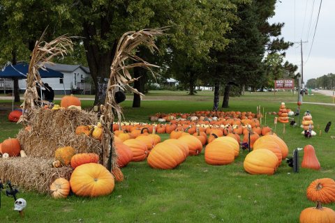 A farmer's roadside display of fall pumpkins for sale outside his house