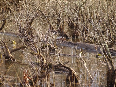 Old Mill Swamp