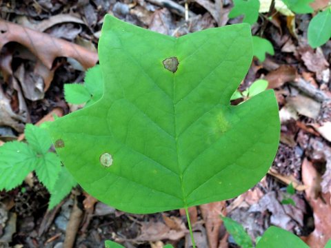 Blotch mines on tulip poplar leaf - Flickr - treegrow (2)
