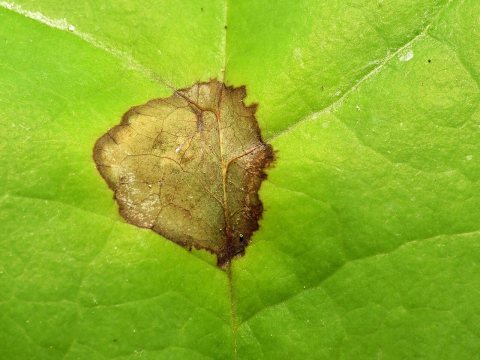 Blotch mines on tulip poplar leaf - Flickr - treegrow (1)