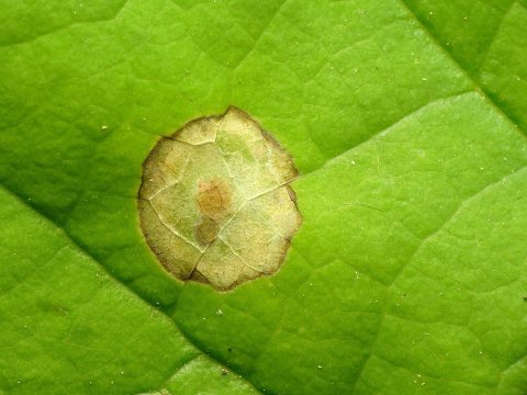 Blotch mines on tulip poplar leaf - Flickr - treegrow