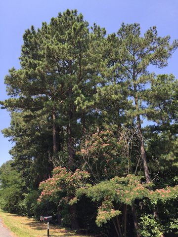 2016-07-20 11 54 11 Pines and mimosa tree along Maryland State Route 760 (Rousby Hall Road) near Hollywoods Drive in