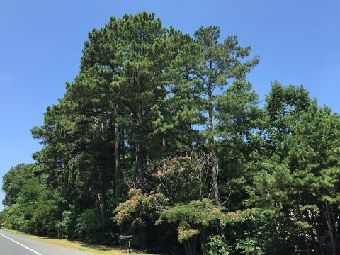 2016-07-20 11 54 35 Pines and mimosa tree along Maryland State Route 760 (Rousby Hall Road) near Hollywoods Drive in